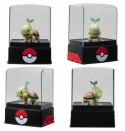 Pokemon figurka kolekcjonerska w gablotce Turtwig