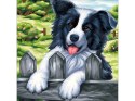 Haft Diamentowy Border Collie Mozaika Diamond Painting, PIES 30x30cm